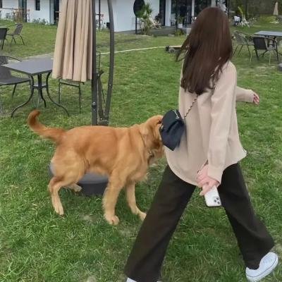 叔比狗：尼斯湖大水怪